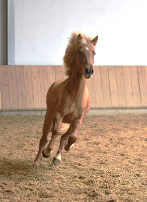 Stjörnubleik vom Veterinär