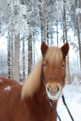 Ósvör