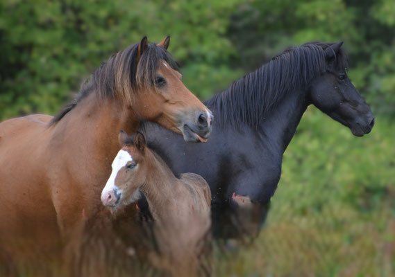 Frida und Venus
