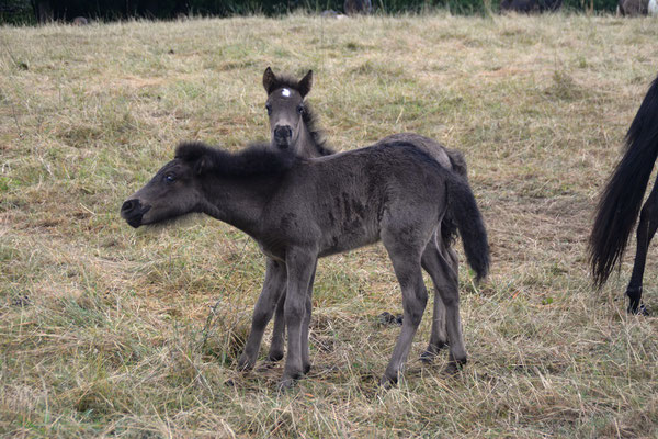 Júnó und Lyra