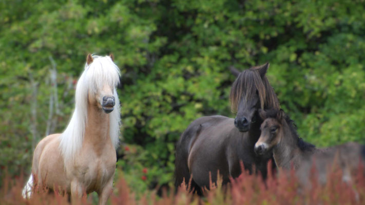 Fleygur mit Sirry und Sirius