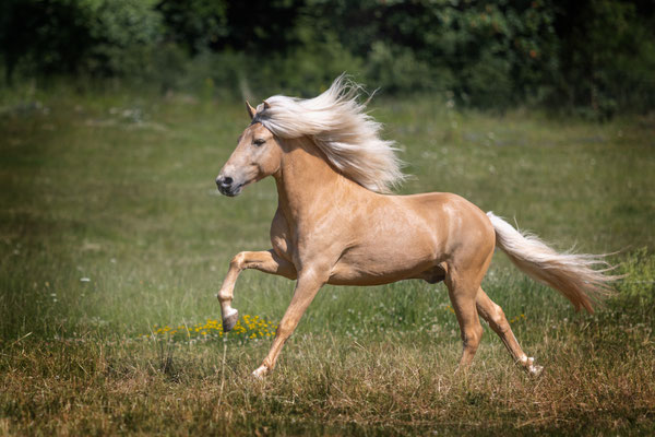 Fleygur - Foto by Sabine Glaessl