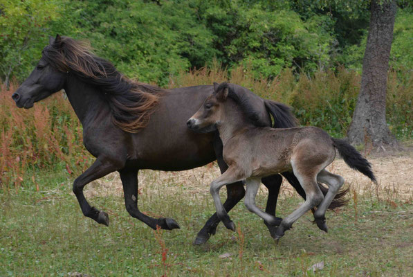 Sirry und Sirius