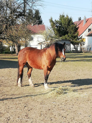 Stute Elian 