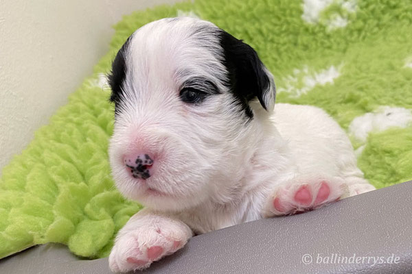 Sealyham Terrier L-Wurf - Woche 3