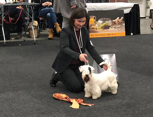 Smilla - BIS Jugendklasse - Platz 2 - Terriergruppe - Doglive 2018