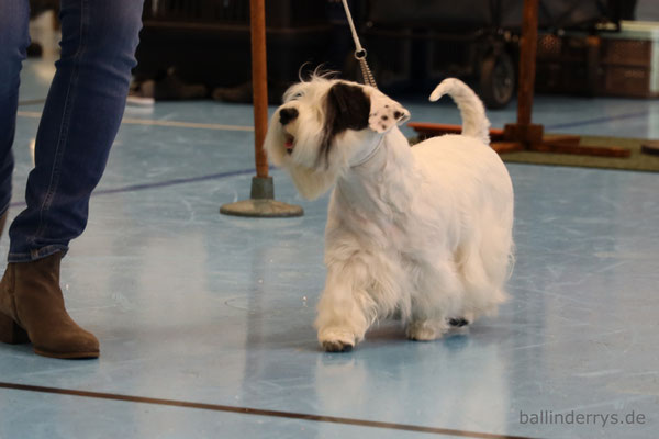 Smilla - BOS - Saarlandsiegerin - Terrierausstellung OG Merchweiler-Saarbrücken