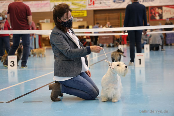 Smilla - BOS - Saarlandsiegerin - Terrierausstellung OG Merchweiler-Saarbrücken