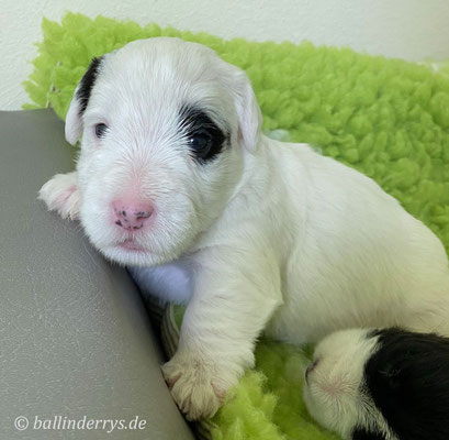 Sealyham Terrier L-Wurf - Woche 3