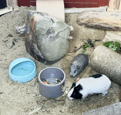 Meersschweinchen