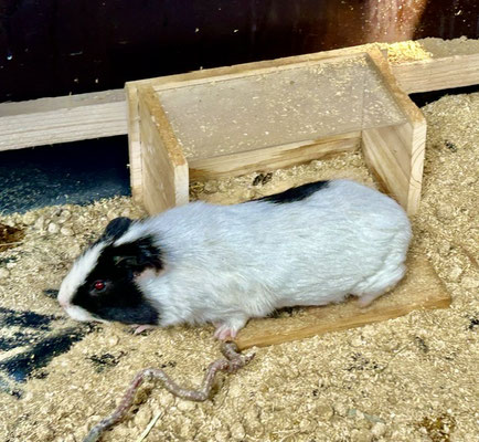 Meerschweinchen