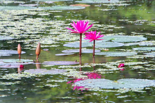 Sigiriya 02