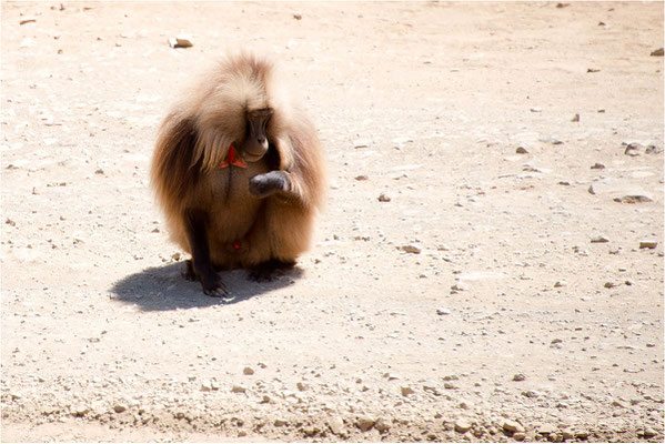 ETHIOPIE - Parc du Siemen - Primate Gélada 03