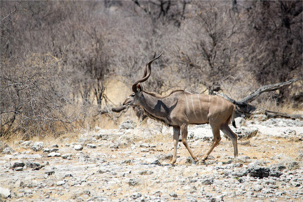 Etosha - Koudous 01