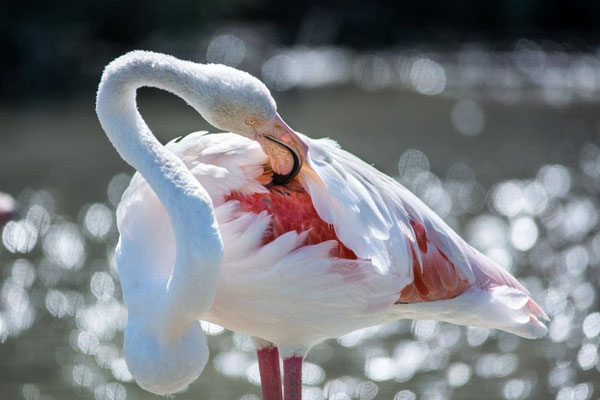 Flamant rose 03