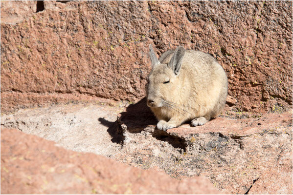 Canyon de las Rocas 18 - La viscache