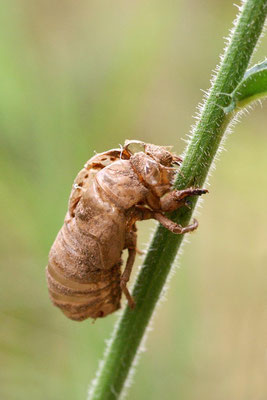 Macros bestioles - Autres 11