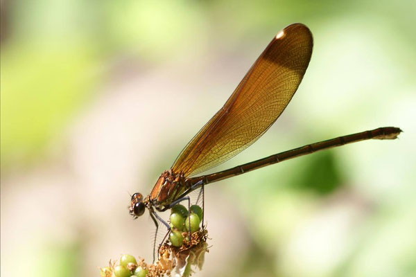 Macros bestioles - Libellules 17