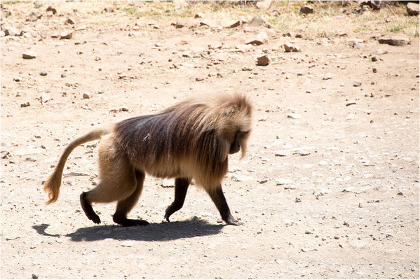 ETHIOPIE - Parc du Siemen - Primate Gélada 02