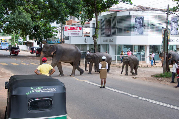 Orphelinat des éléphants 15