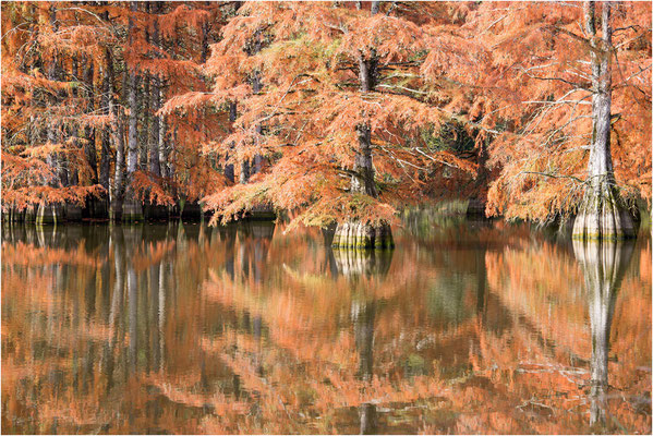 Cyprès chauves 13 - Automne 2018