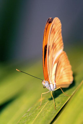 Macros bestioles - Papillons de serre 10