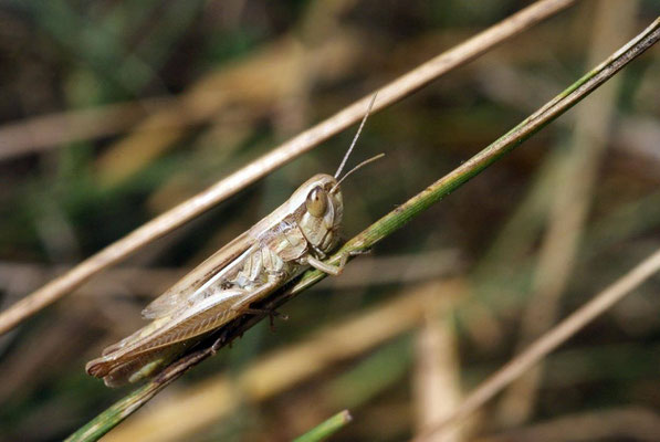 Macros bestioles - Criquet 03