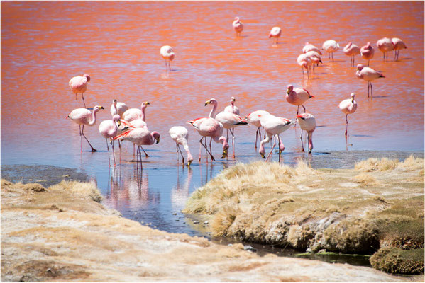 Laguna colorada 25