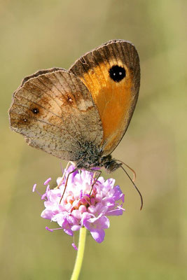Macros bestioles - Papillons nature 09