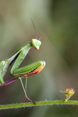 Macros bestioles - Mantes religieuses 03