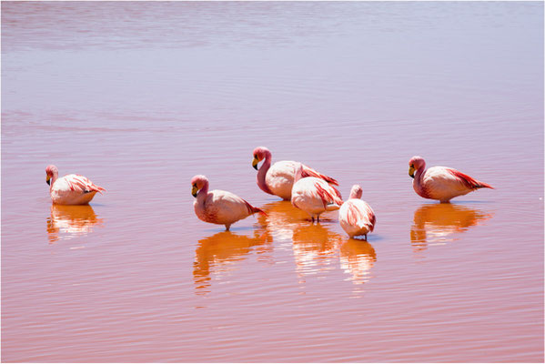 Laguna colorada 13