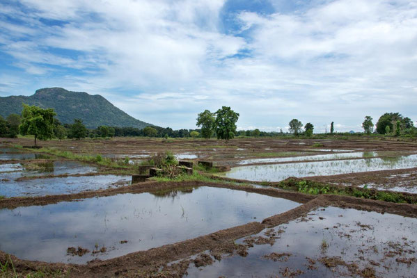 Parc national de Yala 16 - Sur la route