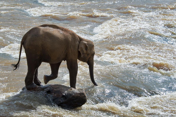 Orphelinat des éléphants 02