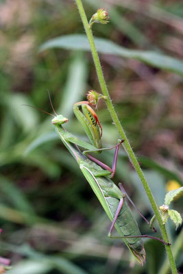 Macros bestioles - Mantes religieuses 02