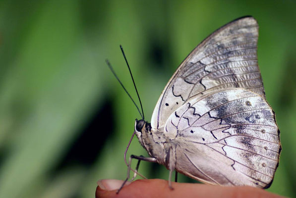 Macros bestioles - Papillons de serre 11