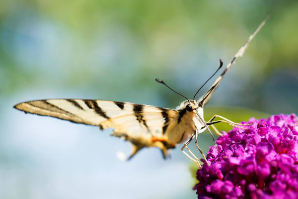 Macros bestioles - Papillons nature 17