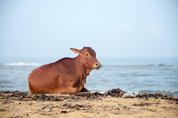 Kalutara 07