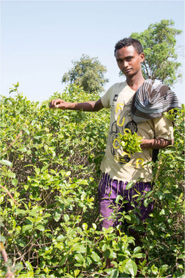 ETHIOPIE - Chutes du Nil Bleu 24 - Cueillette du Khat