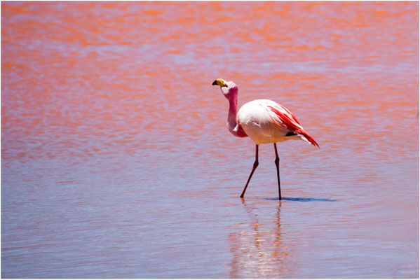 Laguna colorada 19