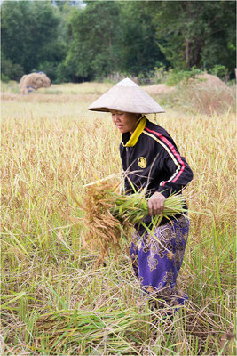 Don Daeng 04