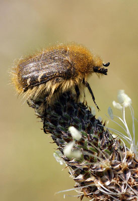 Macros bestioles - Autres 04