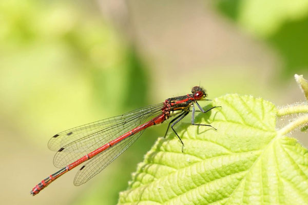 Macros bestioles - Libellules 01