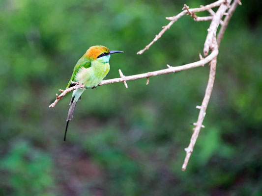 Parc national de Yala 05