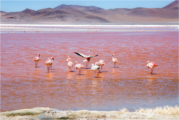 Laguna colorada 14