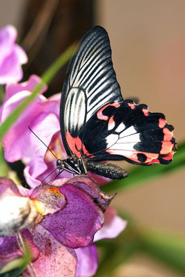 Macros bestioles - Papillons de serre 08