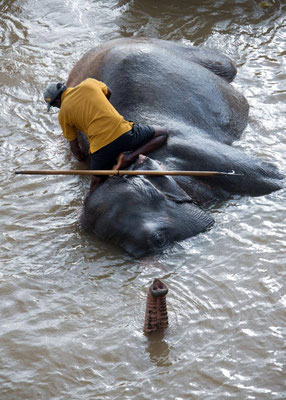 Orphelinat des éléphants 11