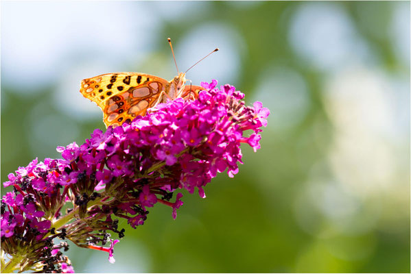 Macros bestioles - Papillons nature 27