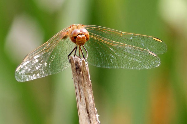 Macros bestioles - Libellules 08