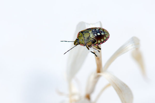 Macros bestioles - Punaises 12