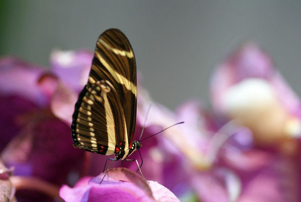 Macros bestioles - Papillons de serre 06